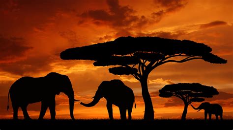 african background pictures|african background images free.